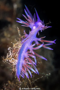 Flabellina affinis. Possible to see the egg sacs,ready to... by Antonio Venturelli 